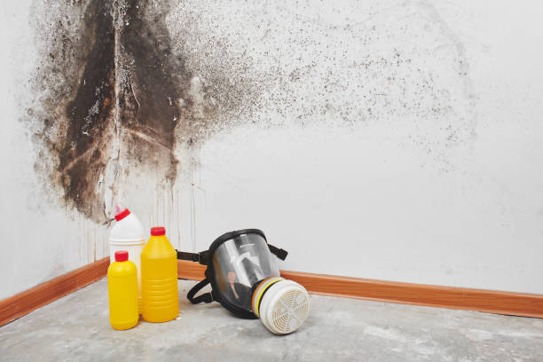 Best Emergency Mold Removal  in Oakland, NE