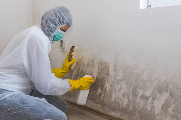 Trusted Oakland, NE Mold Removal Experts