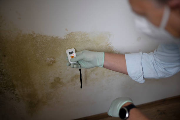 Mold Testing and Removal in Oakland, NE