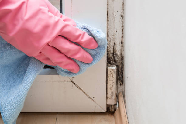 Best Fast Mold Removal  in Oakland, NE